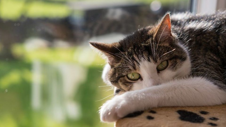飼い猫を健康に、もっと幸せにする「パズルフィーダー」を作ってあげよう